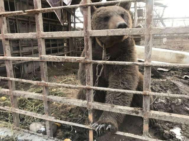 棕熊被困在「屎尿都不清理」的籠子2年多　好消息是牠現在終於獲得好心人救援了