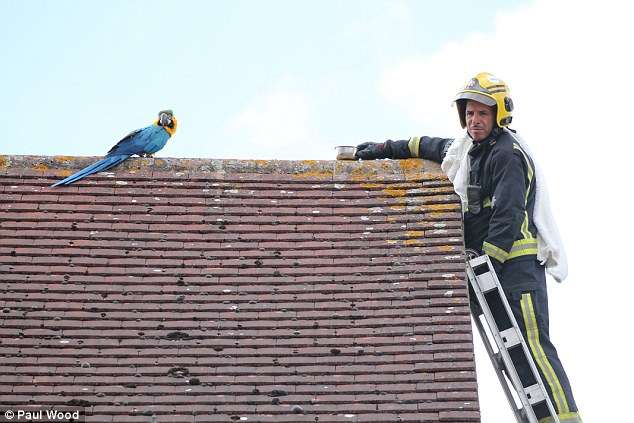 鸚鵡待屋頂3天不回家　消防員一上去牠就「出口成髒」：去你X滾啦