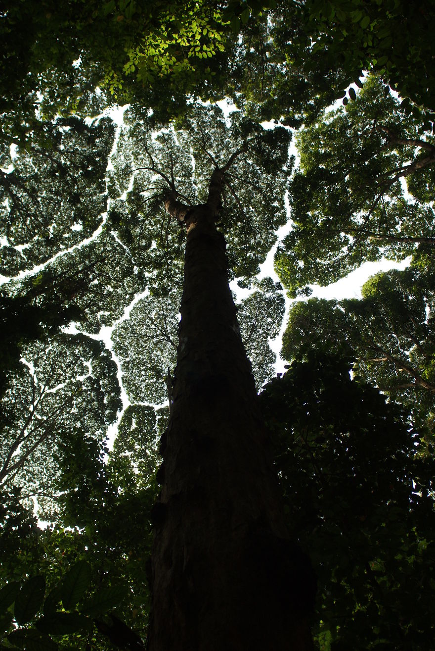 彬彬有禮的大樹！　27張照片展現奇妙的「樹冠羞避現象」