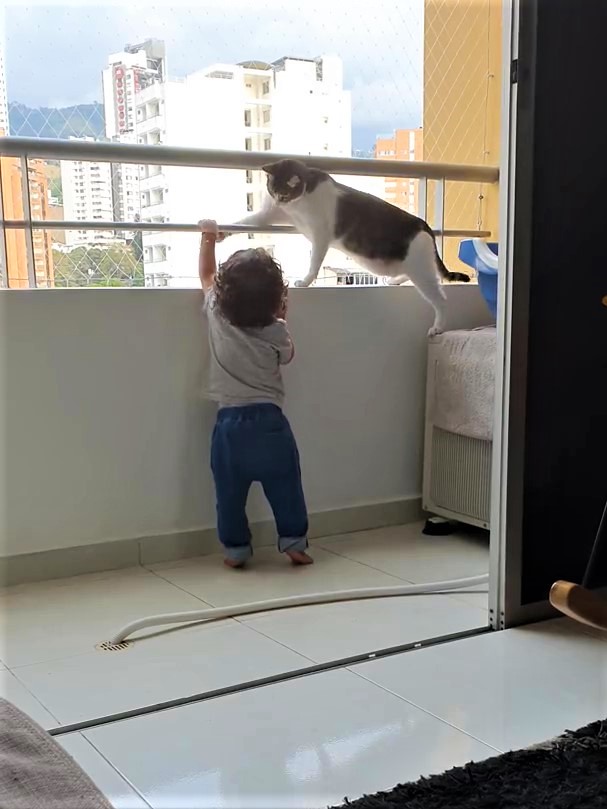 寶寶好奇「想爬上陽台欄杆」！　超暖貓哥哥「掌掌輕拍阻止」肉身護弟：不可以爬喔～