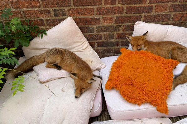 野生狐狸擅闖後院　躺太爽「還揪朋友來玩」：妳家就是我家！