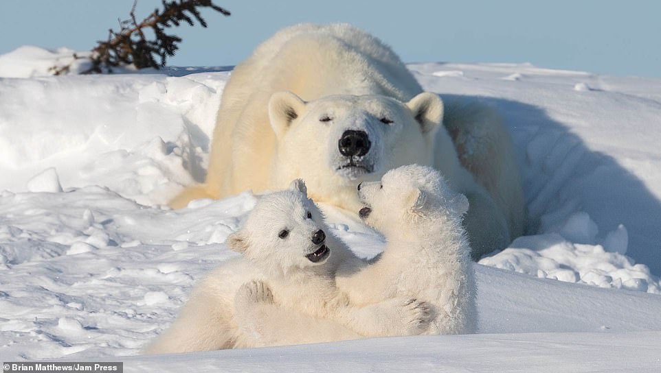 北極熊媽「冬眠剛清醒」還在賴床　睡眼惺忪「看2屁孩玩耍」：再讓我睡一下好嗎？