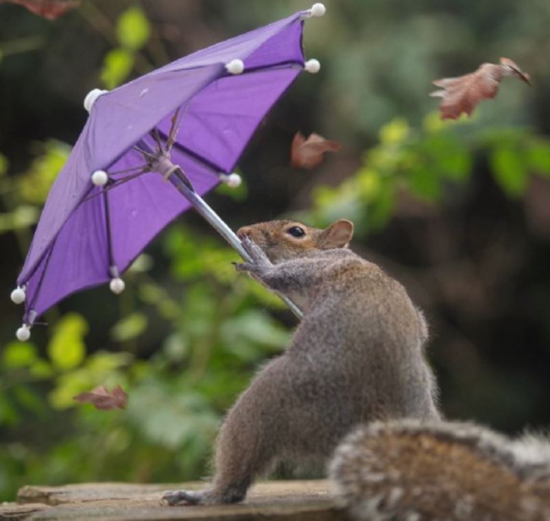 工讀生出來！他在野外放道具「給小松鼠自由發揮」　拍出激萌畫面：下雨天還會撐傘