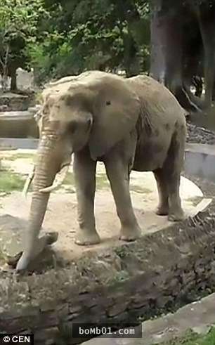 超可惡動物園害大象「餓到皮包骨」慘狀，當民眾自願捐贈園方的回應簡直瞎爆了！