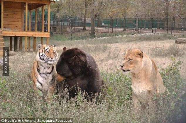 毒梟為了看動物互相殘殺把獅子、老虎、熊關在一起養，結果事情的發展完全超脫大家的常識了！