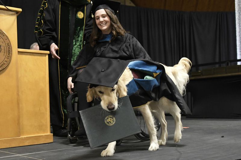上課從不吵！服務犬守輪椅旁「陪讀4年」　主人也為牠爭取一份畢業證書