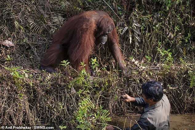 要幫忙嗎？紅毛猩猩見「人類在水裡」　竟主動伸手：我來拉你一把