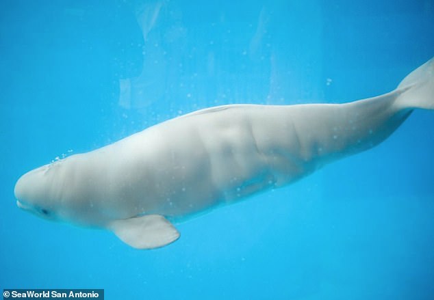 等不及出生啦！獸醫幫白鯨媽照超音波　看寶寶「一臉甜笑」游泳：泥悶好～