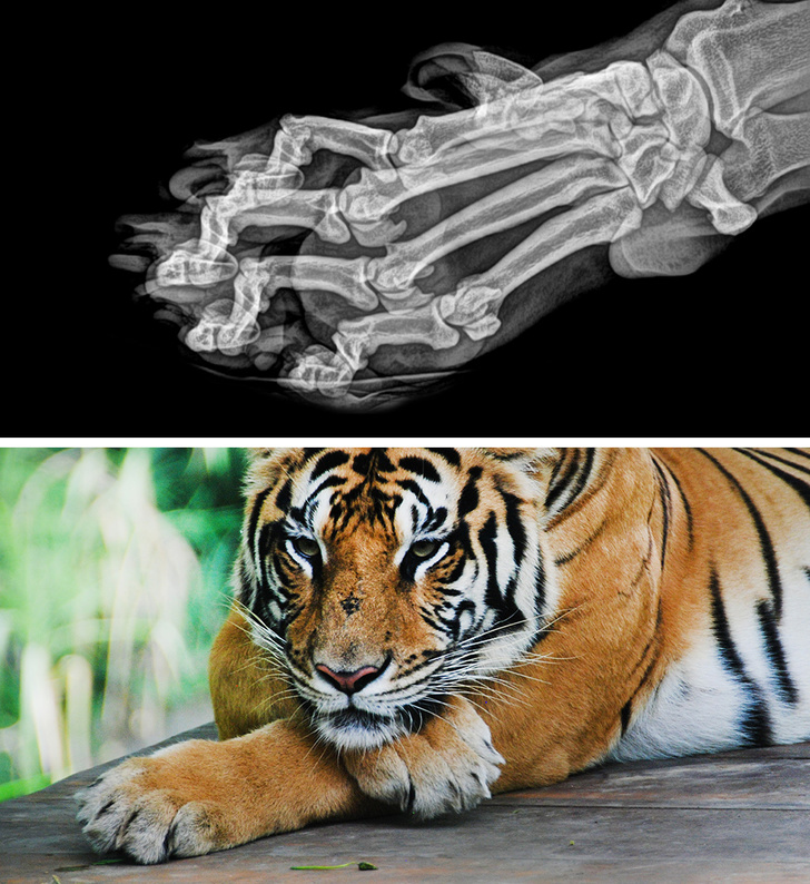 15張「連獸醫都沒完整見過」的動物X光圖　刺蝟一照才發現胃裡有秘密！