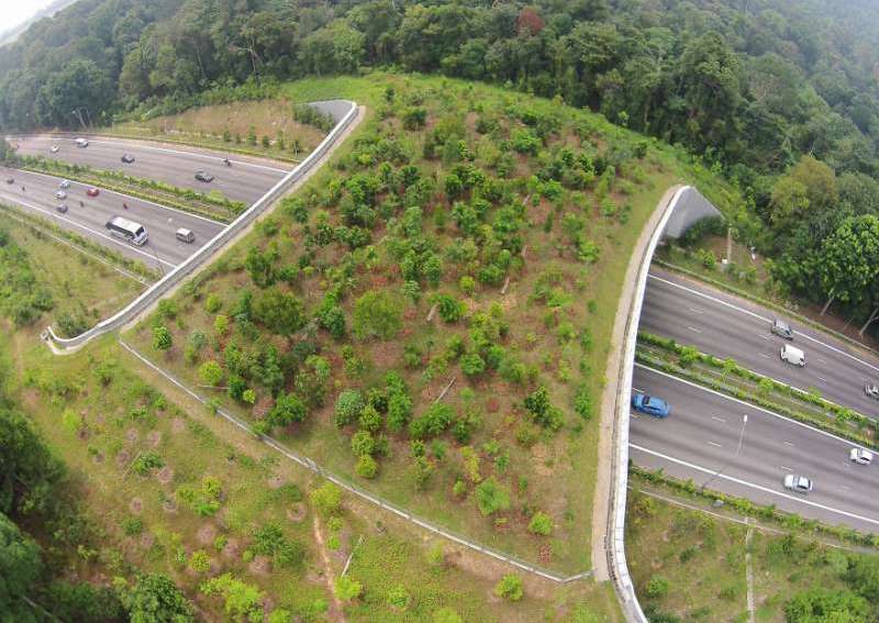 高速公路上「加蓋」！　新陸橋落成「人類不准通行」　專為野生動物設計：拯救無數條生命
