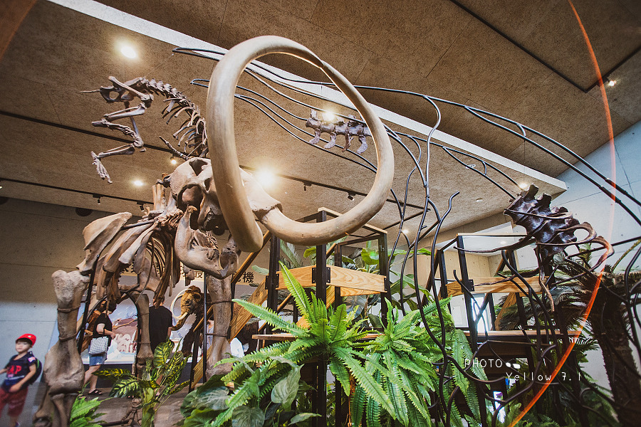 台灣第一座化石博物館人氣非常高　抬頭可見「空中飛奔的梅花鹿」