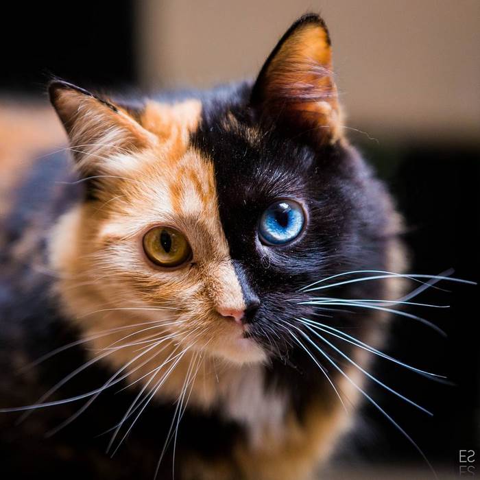 萬中選一的絕美貓咪像是「2隻貓咪的合體」，視線往下移看到的毛色更是出乎大家的意料！