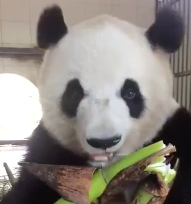 熊貓也來直播超治癒的「吃飯影片」　清脆的聲響秒吸引網友不斷重播看