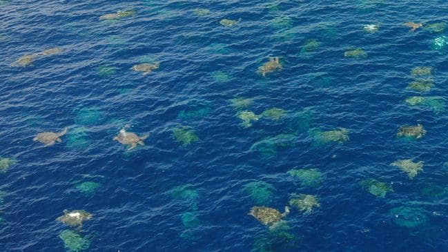 大自然的勝利！6萬隻「稀有綠蠵龜」洄游產卵　一起上岸那一刻超壯觀