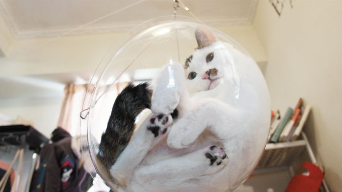 貓奴為主子買了「透明碗吊床」　一躺進去「360度賞貓」好陶醉
