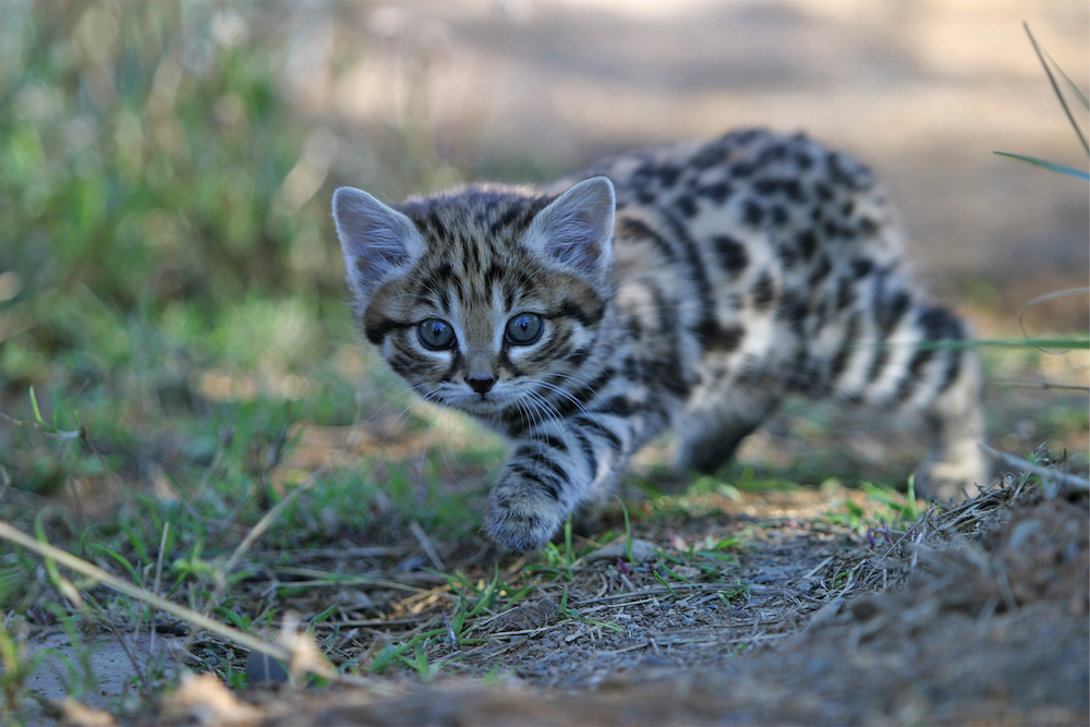 嬌小可愛卻兇猛！非洲最致命貓科動物不是獵豹　竟是這種超萌小貓