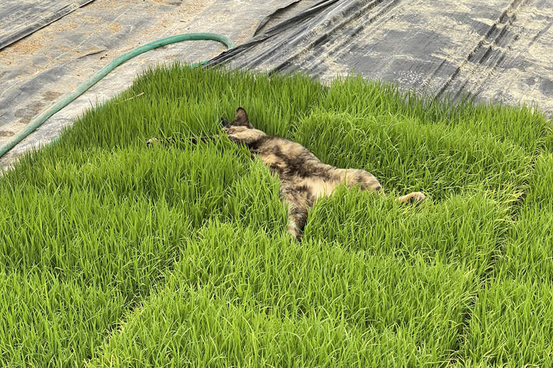 欸那不是草地！囂張貓「爽躺稻苗床」　飼主無奈：叫牠還給我躺回去