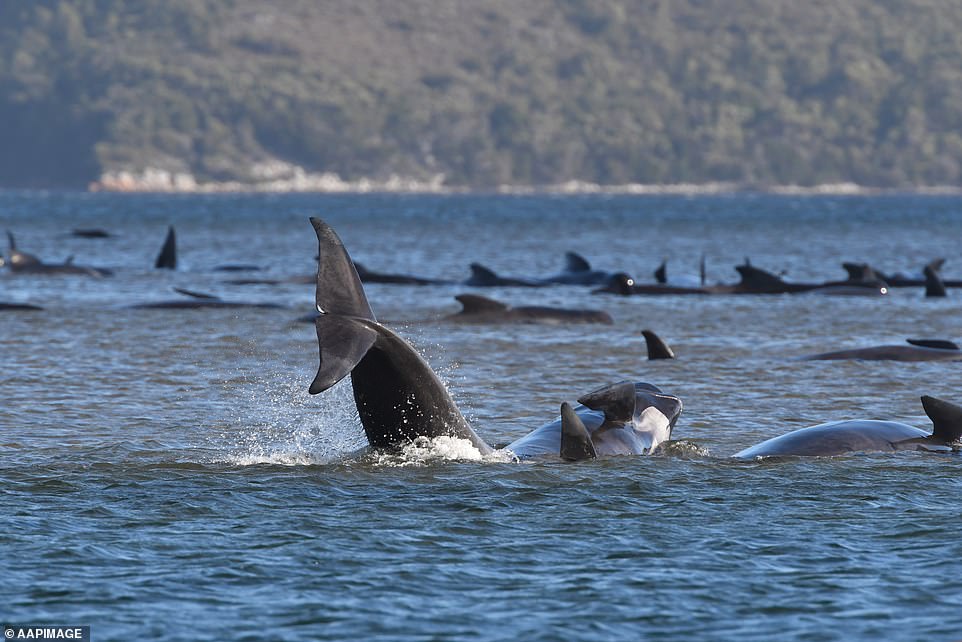 與時間的競賽！270隻鯨魚「集體擱淺」　大規模救援出動：要把牠們還回大海！