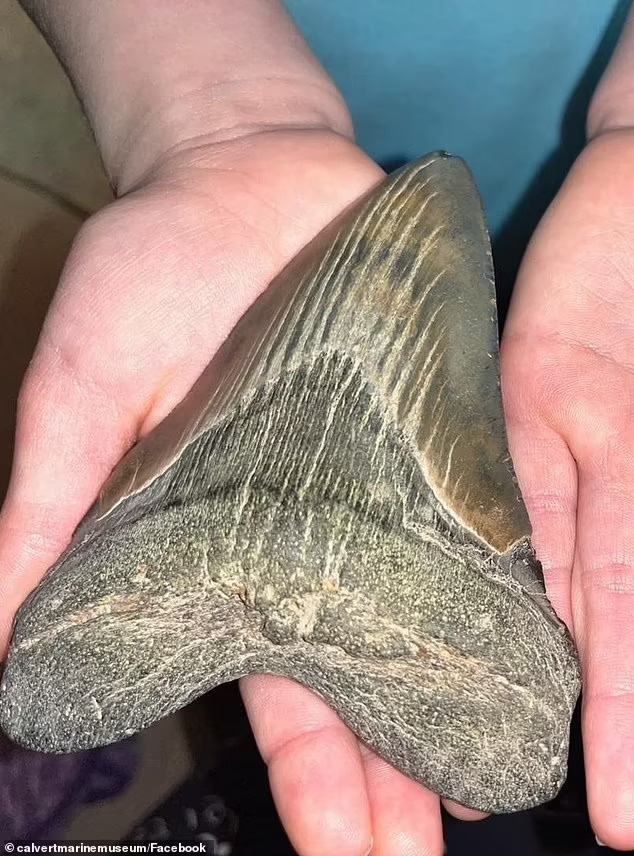 未來考古學家！9歲女孩在沙灘上「撿到超珍貴化石」　學者驚：屬於150萬年前！