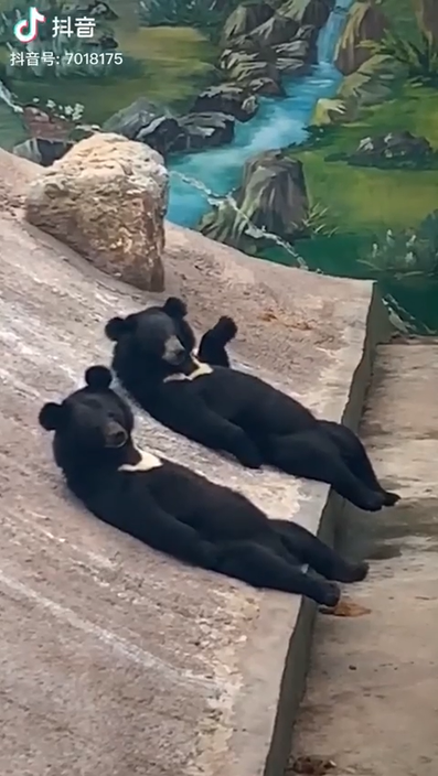 2隻黑熊「腳腳懸空」躺坡上聊天　看到鏡頭還舉手：嗨！