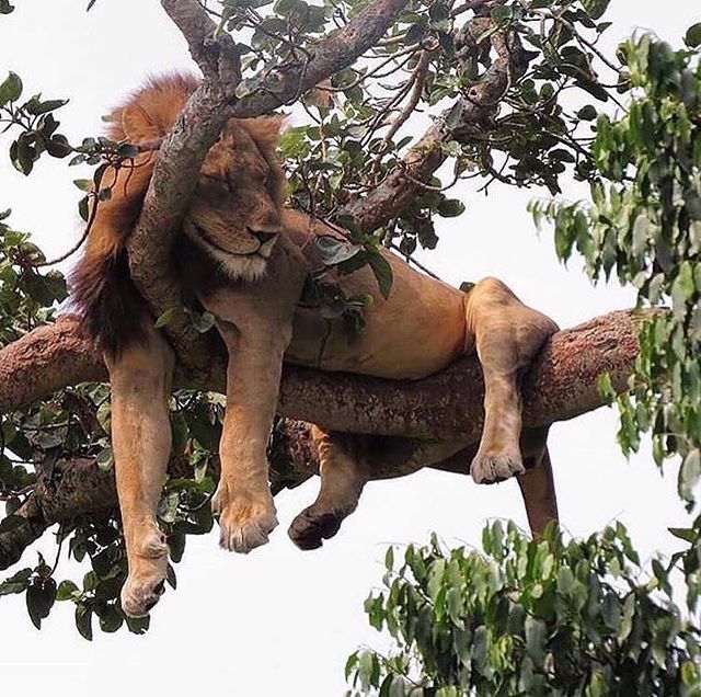 整棵樹都是喔喔睏獅子！大貓「各種掛法」睡樹上　超鬧奇景惹笑網友