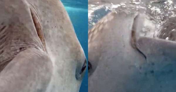 遊客下水近距離接觸鯨鯊「被推2次」　張大的嘴巴差點把他也吞進去