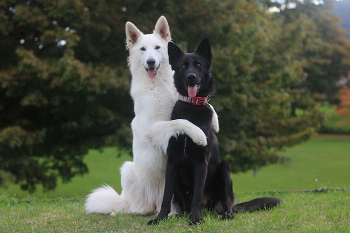 這2隻黑白牧羊犬超會拍「婚紗照」　人類最愛擺的姿勢牠們都會