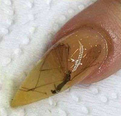 網美DIY「琥珀指甲」第一步先找蚊子　一伸出手別人就忍不住想拿電蚊拍