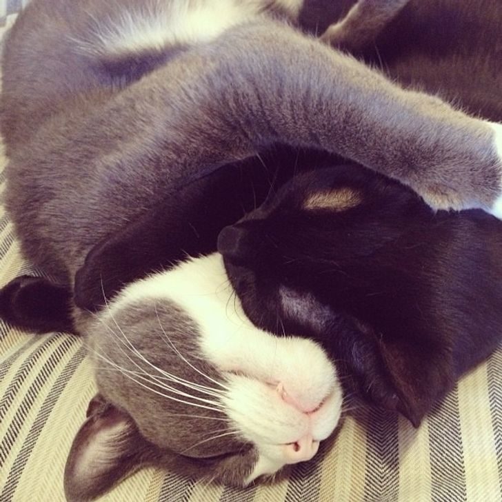 失眠就看牠們！20隻「睡相很奇葩」的愛睏動物　貓貓「必須抱主人手」可愛翻♡