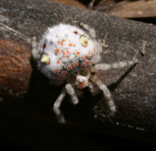 澳男求助家裡出現「白色大蜘蛛」怎辦？　網友傻眼：怎麼長得那麼像握壽司