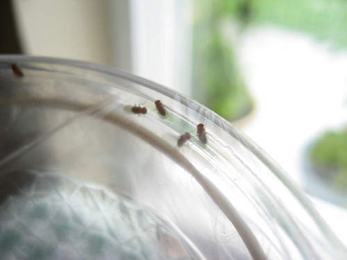 4種「果蠅全家都會被捕捉到」的實測有效DIY陷阱，第一種最簡單又能讓你快速消滅牠們！