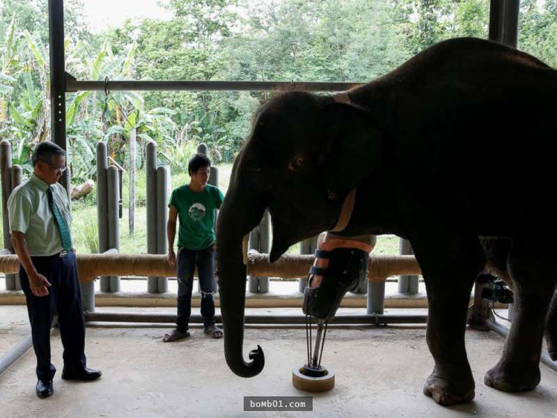 這隻大象被地雷炸掉一條腿後「大家破天荒嘗試為牠裝義肢」，結果當牠試著走動時我的眼角都濕了！