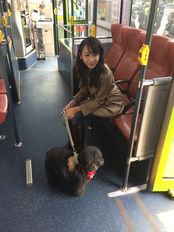 北市「狗狗友善公車」讓飼主可以不裝籠帶毛小孩自由搭，乘客一上車看到都是狗狗…大讚「超療癒」！