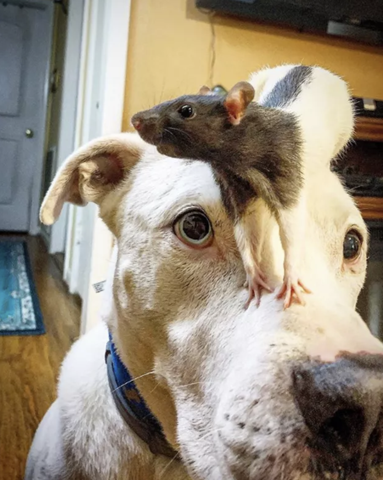 狗狗超會交朋友！　17張「全世界生物都愛汪」的證據：牠們真的好治癒♡