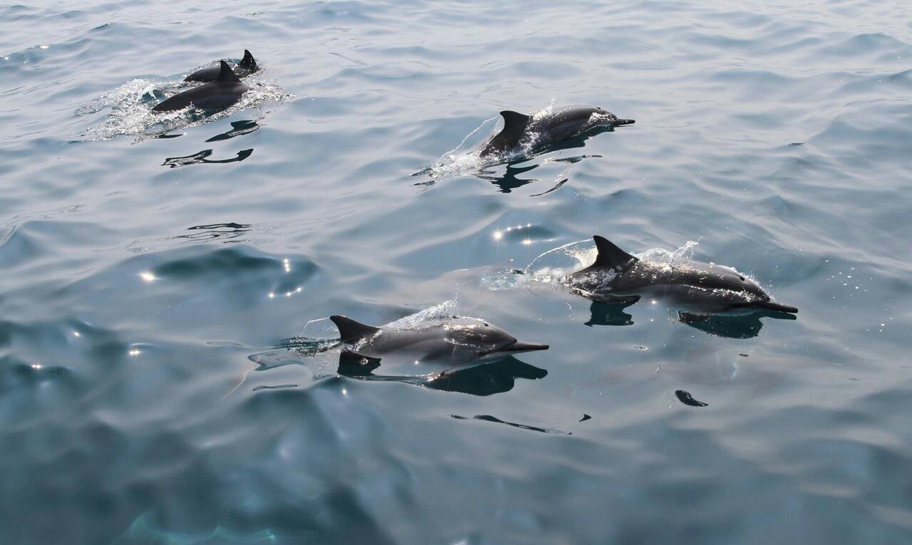 封島3個月後終於開放！　搭船登龜山島「鏡面湖泊、100隻海豚」如仙境