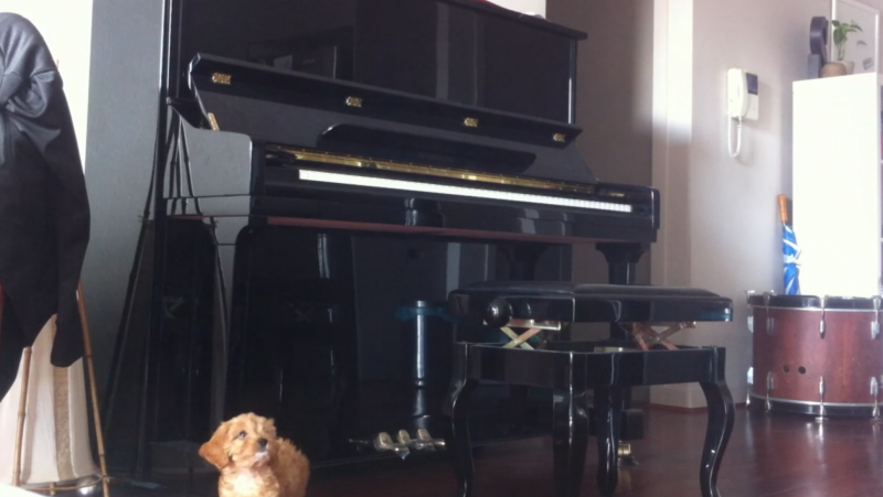 小狗狗聽主人彈鋼琴聽上癮　每次離開都會求他回來：繼續彈給我聽嘛