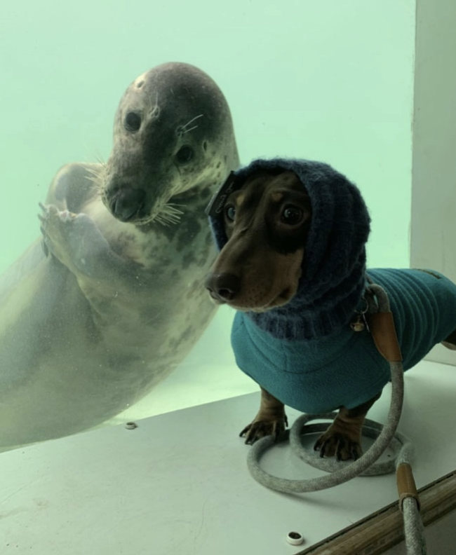 呆萌小臘腸穿帽T參觀水族館　海豹看到「同伴」嗨了：你怎麼在外面？