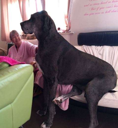 世界最高大的狗「咬爛23張沙發」　228公分的體型讓主人也很無奈