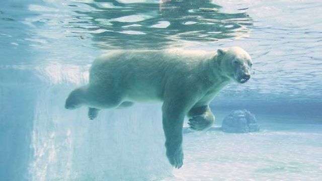 伊努卡永別了！　第一隻出生在熱帶的北極熊　動物園沒辦法只能讓牠永眠