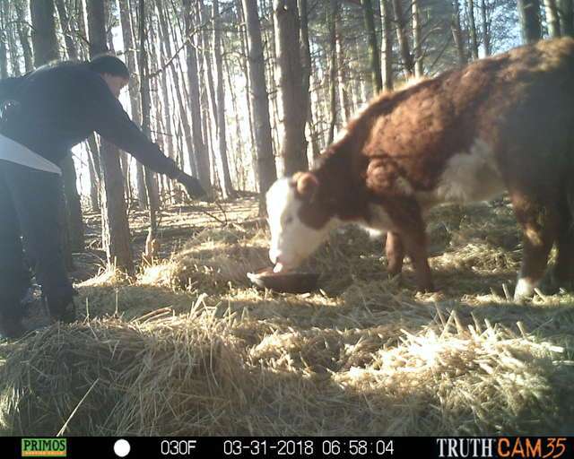 4個月大的小牛逃進森林裡　隱藏攝影機拍到「牠被一群鹿領養了」