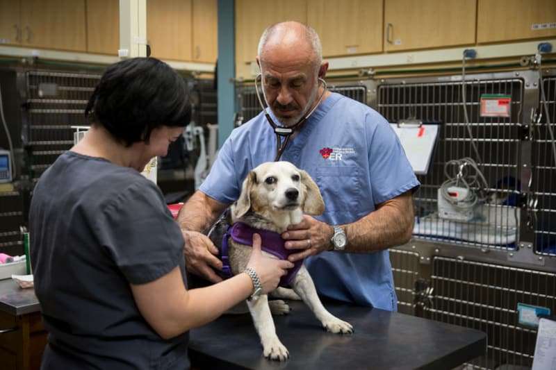 「犬流感」已經開始在蔓延！　身為一個好主人　你必須要知道如何照顧狗狗的健康
