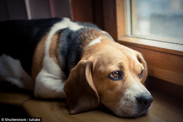 上班時間「留下愛犬獨自在家」　寵物科學家心疼發現：牠們承受著巨大的痛苦