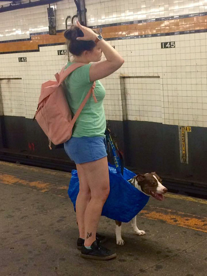 紐約地鐵規定「動物要裝進容器」才能上車　激發飼主想出「奇妙點子」免遭罰