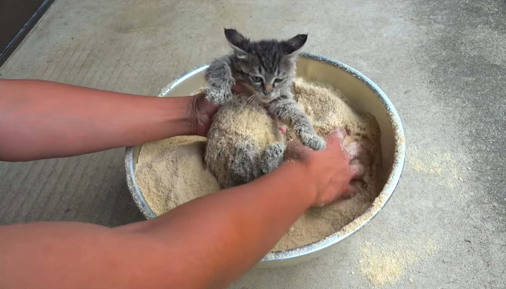 下油鍋做「貓咪天婦羅」？大叔給小貓全身裹粉挨罵　他急澄清：我是在救貓！