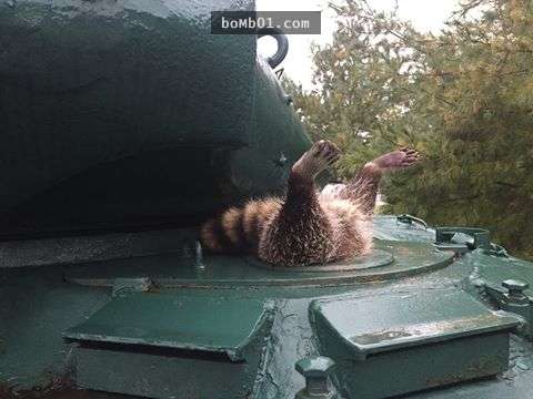 笨浣熊想「侵入坦克車」卻沒料到自己太胖，結果「倒掛」卡在洞裡露出雙腿求救超呆萌！