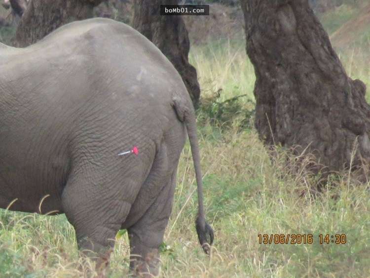 他們發現這隻大象頭上有個孔後決定為牠進行救治，但治療過程中裡頭竟然流出奇怪的東西…