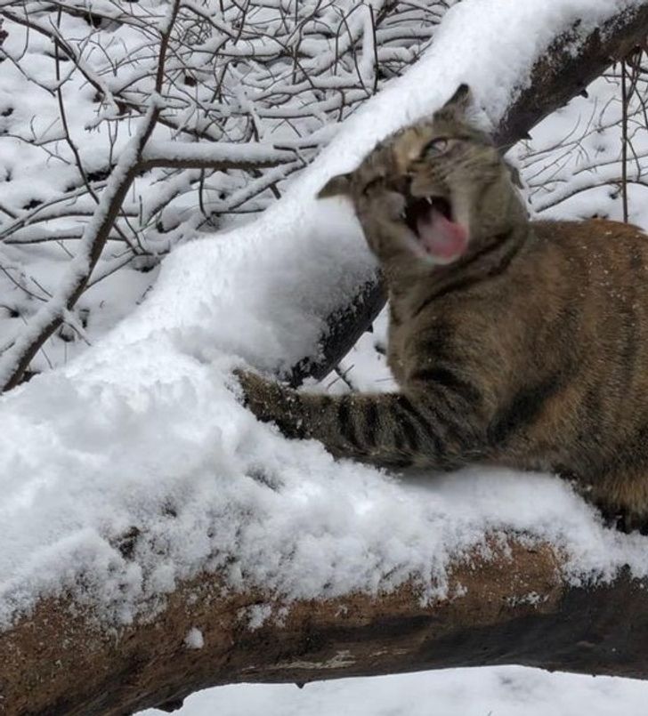 貓狗反應大不同！16張毛孩「初次和雪相遇」療癒照　網笑翻：要修貓了