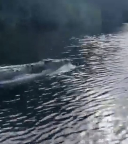 水行俠附身！　4.5公尺鱷魚「跟快艇尬車」　游速超快太驚嚇：是有裝馬達？
