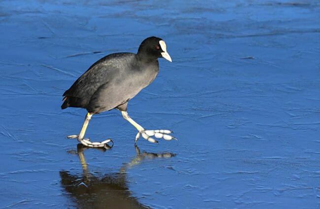 奇特黑鳥腳上「居然有長羽毛」　無痕過水面展現真正的「輕功水上飄」