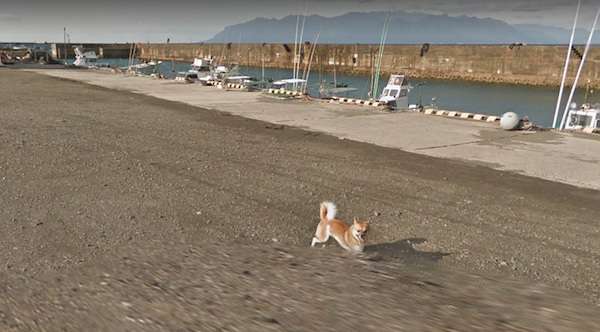 「這傢伙是誰？」　小狗狗發現Google街景車爆氣狂追　最後一幕害網友笑慘了